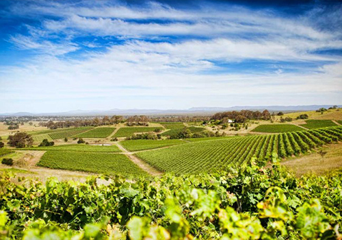 Vineyard Photography